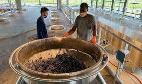 Small Cabernet harvest on 23 September 2020 at Ch Beychevelle