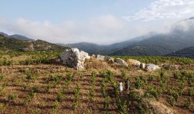 Pedres Blanques vineyard in Roussillon