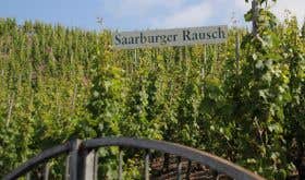 Saarburger Rausch vines