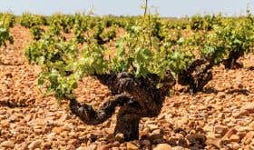 Old vine in La Mancha that contributes to Verum wines