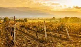 Orbelia Winery Vineyards in Bulgaria