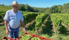 Ch Bauduc white wine harvest 2020