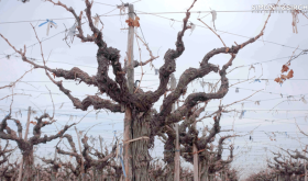 Old vines in Napa via Simonit & Sirch