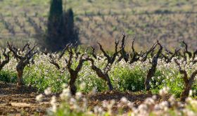 Corbieres old vines in winter
