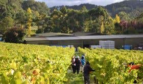 Hand picking the Tiers vineyard in Piccadilly, Adelaide Hills, late March 2021