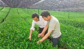 Jameel Lalani with the Nakai family looking at shade-grown Gyokuro green tea in Japan