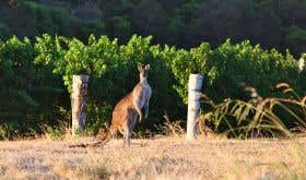 Roo in Pierro vineyard, Margaret River, Western Australia
