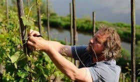Clemens Busch tying up vines above the Mosel