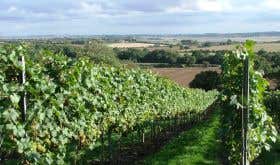 A view of the Crouch Valley from Martin's Lane Vineyard in Essex
