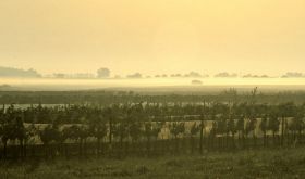 Mist over Kracher's Nebel vineyard in Austria's Burgenland