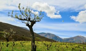WWC21 Antoniadou O - Dalamara old vines