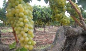 WWC21 Dunia Z - old Chenin vines in Israel