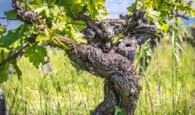 Ancient vine at Ch Feely