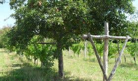 WWC21 Graziotto I - apple tree in the Vigna Quattro Stati