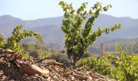 WWC21 Hecker E - Salanques Old Vine llicorella