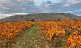 WWC21 Jones K - La Roque Vineyard in autumn