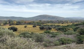WWC21 McRostie P - Santa Rosa de Lavaderos old vineyards on slanting eastern-facing slopes with the Maule River at the back