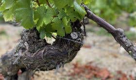 WWC21 Underdown S - Le Bateau old vine