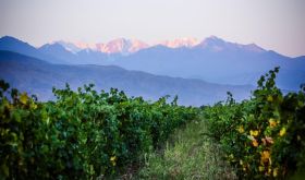 WWC21 Volosnikova X - Kazakhstan the abandoned Soviet vineyard