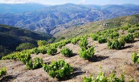 WWC21 Rivas A - Los Garcías de Verdevique vineyard mountain view 1