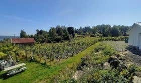 Norwegian vineyard 2020