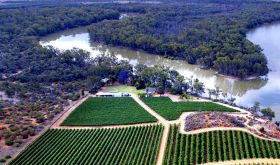 Riverland vineyards in the Australian interior