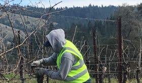 California vineyard worker