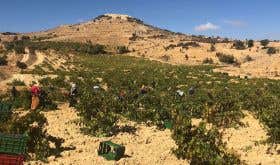 Lebanese mountain vineyard