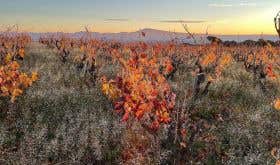 Dom La Barroche vines in autumn at sunrise