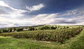Clos St Hilaire vineyard
