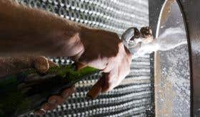 Bottle of sparkling wine being disgorged by hand at Gramona