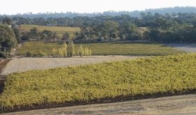 Grosset Springvale Riesling vineyard