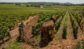 Ploughing in Chassagne-Montrachet