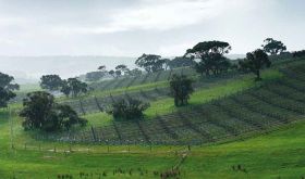 Foggy Hill vineyard, Fleurieu