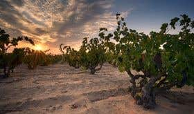 Evangelho old vines by Chris Howard