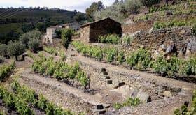 Cizeron old vines Douro