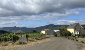 David Hill Gewurztraminer, planted 1965