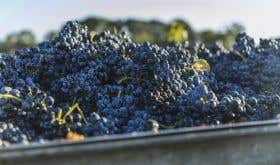 Australian red wine grapes