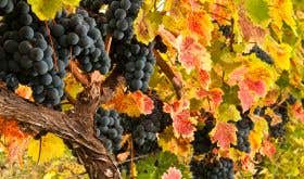 Swirl Wine Group - red grapes Georgia