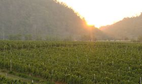 Vineyard in Thailand