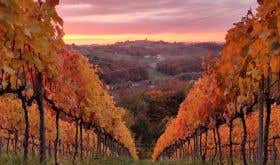 Kog Slovenia vineyard in autumn - Liam Cabot