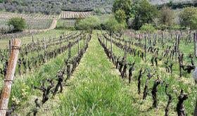 Maria Ernesta Berucci's old vines in Lazio