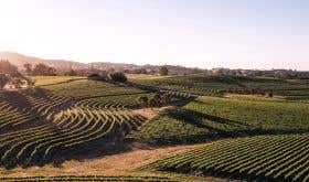 vineyard at Pewsey Vale, Clare Valley
