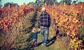 Wilimee kids' vineyard