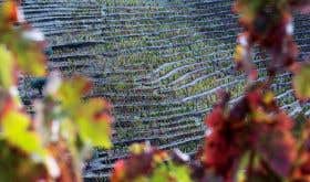 Legado vineyard, Douro Valley
