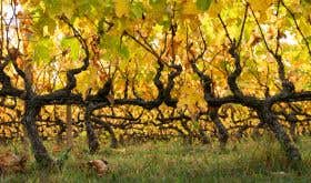 Vines at Alpha Estate in Amyndeon, north-west Greece