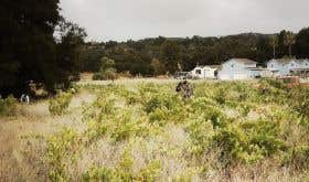 Abandoned vineyard in southern California