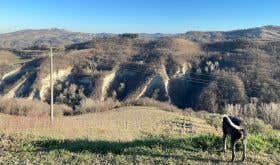 Mutiliana sandstone hills in Modigliana