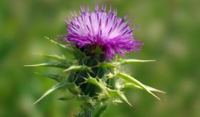 Milk thistle plant