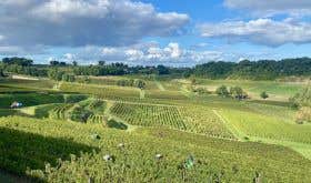 Bordeaux 2021 harvest at Ch Bauduc